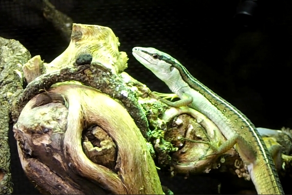 Takydromus sexlineatus