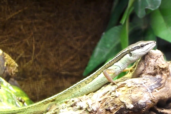 Takydromus sexlineatus