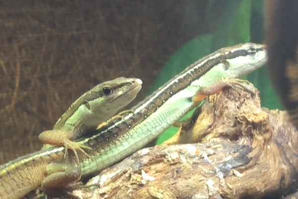 Takydromus sexlineatus