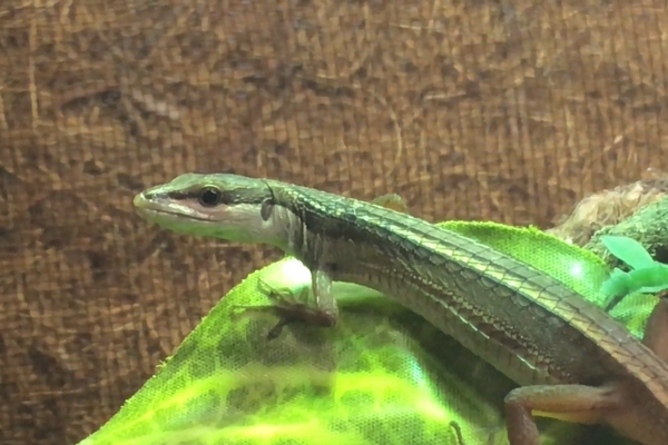 Takydromus sexlineatus