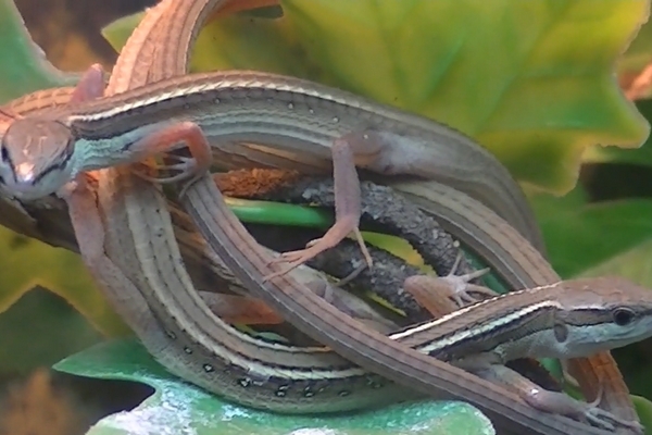 Takydromus sexlineatus