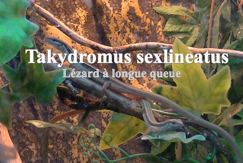 Takydromus sexlineatus